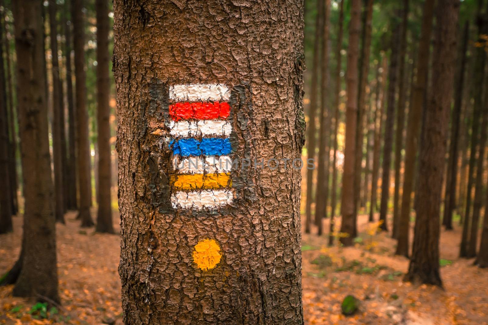 Touristic sign or mark on tree next to touristic path with nice autumn scene in background.