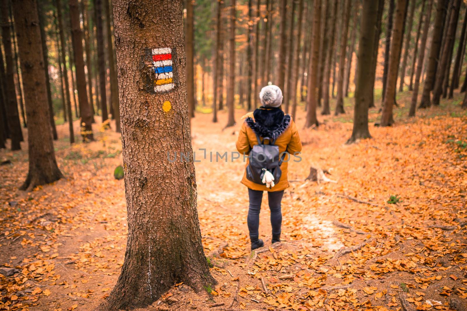 Touristic sign or mark on tree next to touristic path with female tourist in background. Nice autumn scene. Forrest trail. by petrsvoboda91