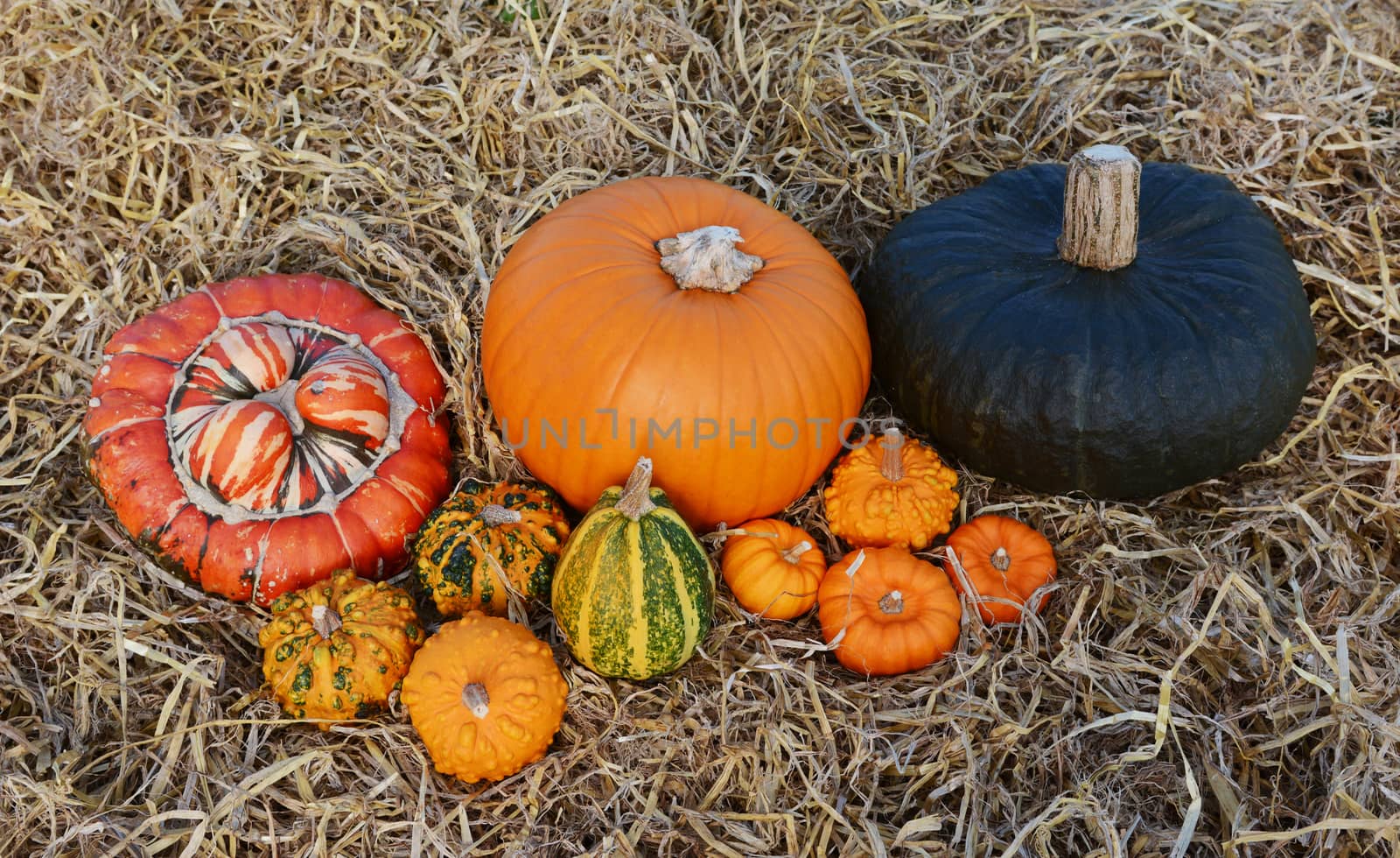 Group of large and small pumpkins and gourds - orange and green - on straw