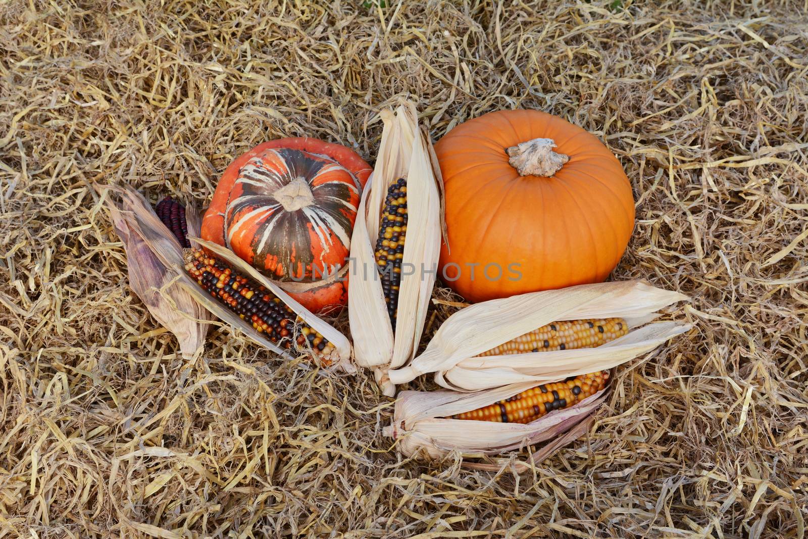 Ornamental corn cobs with fall gourds - Turks Turban and orange pumpkin on hay