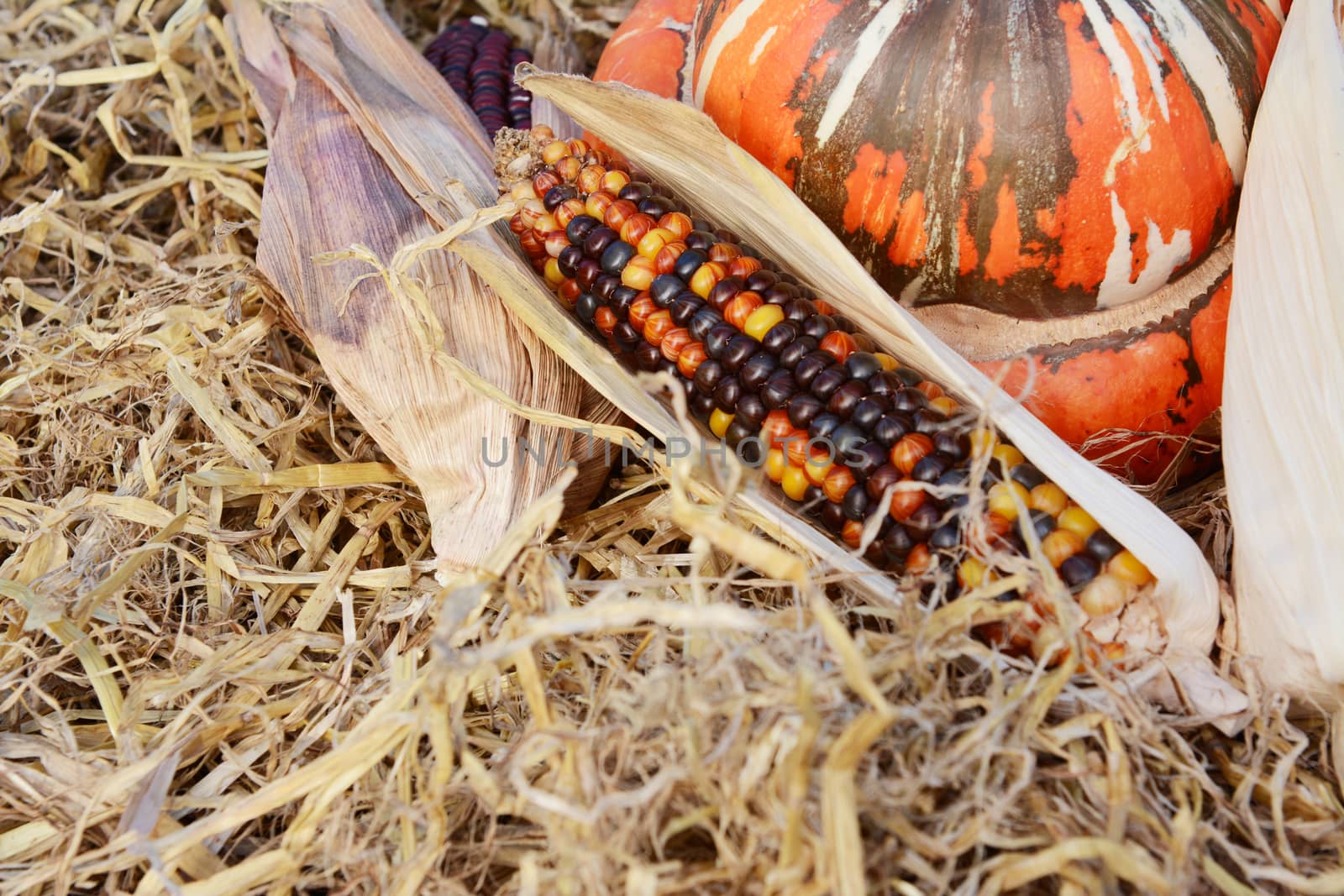 Beautiful multi-coloured Indian corn cob in dry husk with a turban squash on straw with copy space