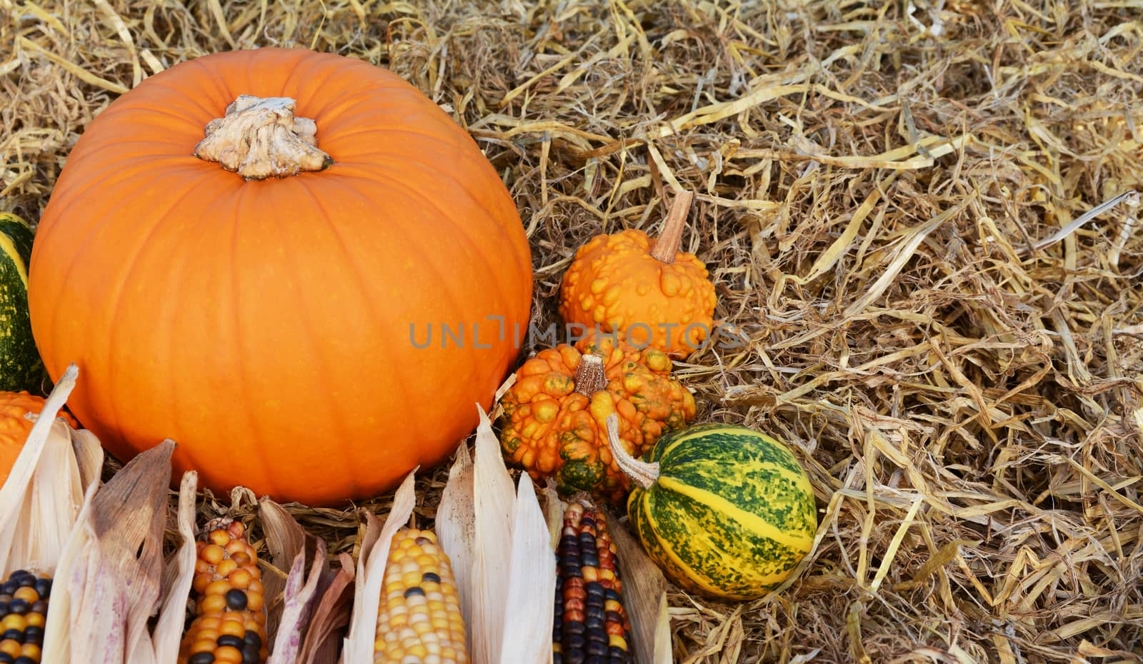 Orange pumpkin with ornamental corn and warted gourds with copy space on a bed of straw