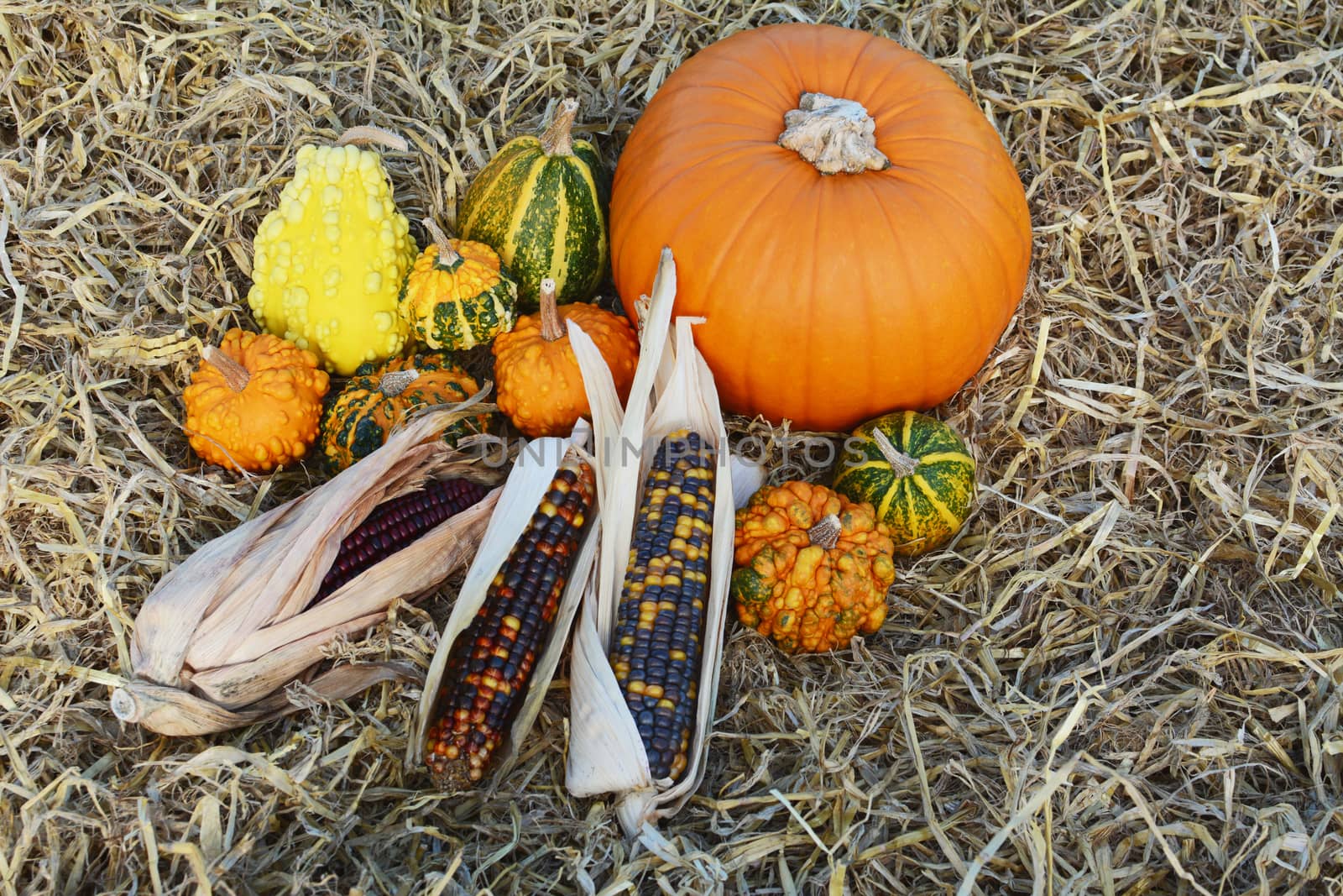 Ripe pumpkin surrounded by fall decorations of ornamental gourds and Indian corn on hay