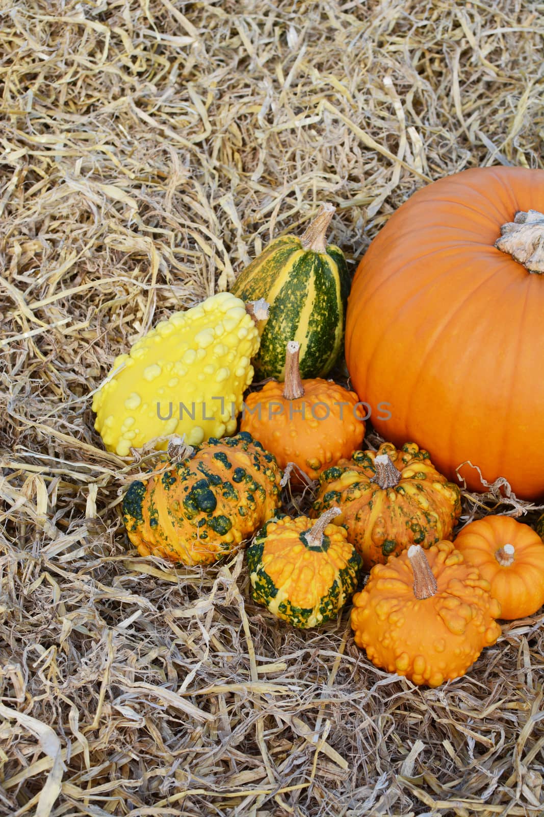 Ornamental warted gourds - green, yellow and orange - around a large pumpkin cropped right on straw