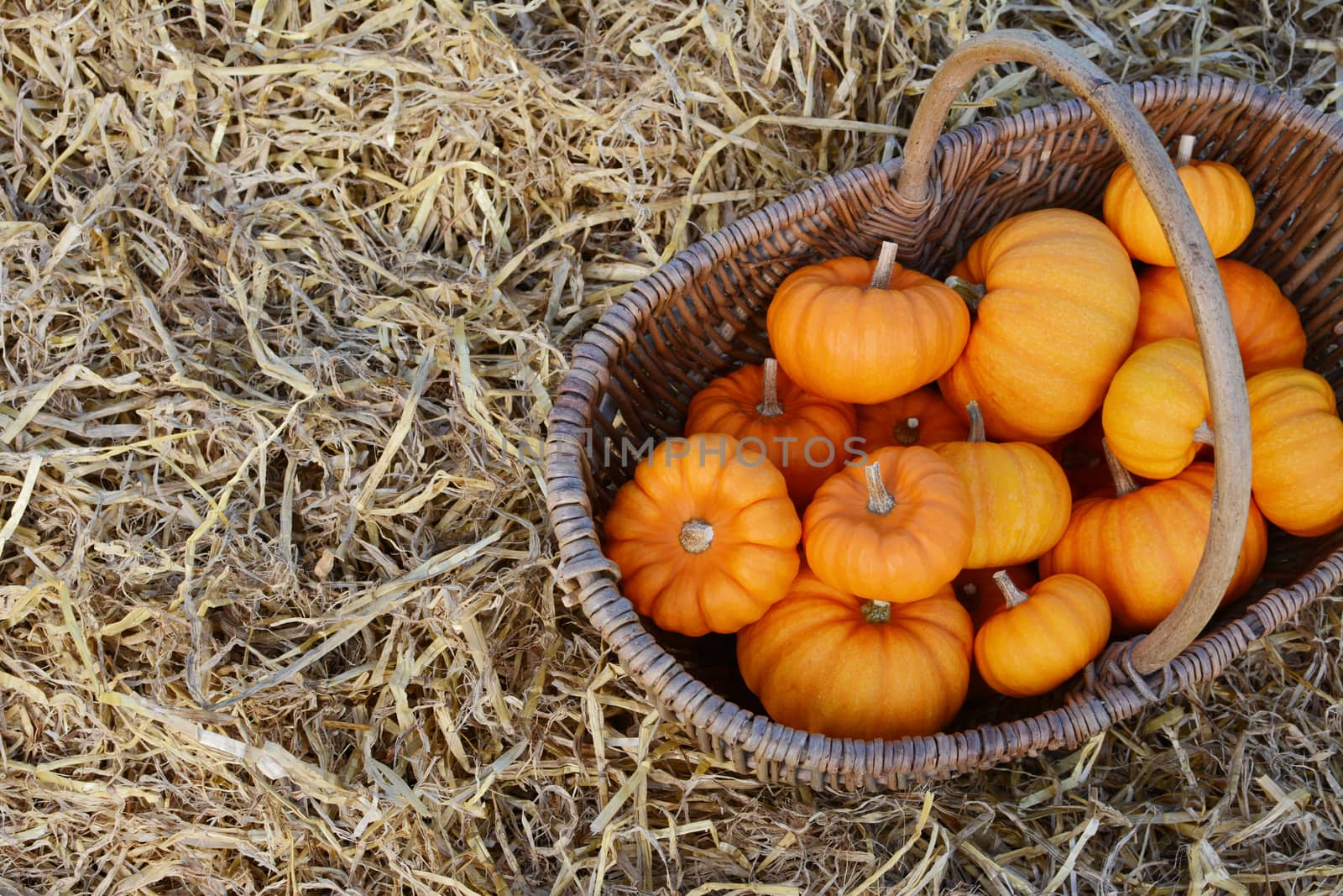 Rustic woven basket filled with harvest of mini pumpkins by sarahdoow