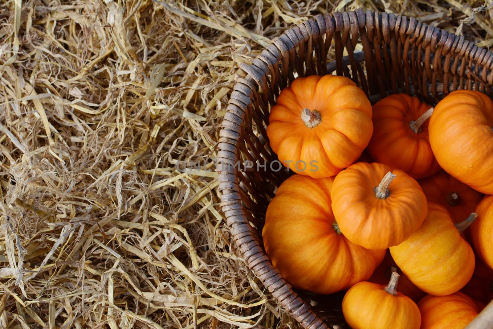 Close-up of deep orange mini pumpkins in a woven basket with copy space on straw