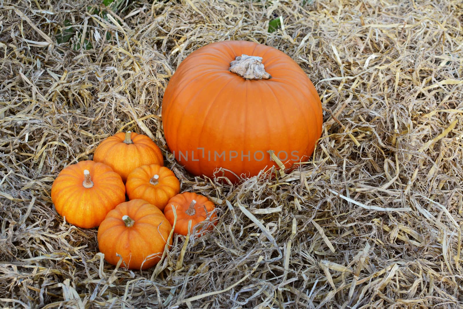 Five mini pumpkins with a large orange pumpkin at Thanksgiving on a soft bed of straw - with copy space