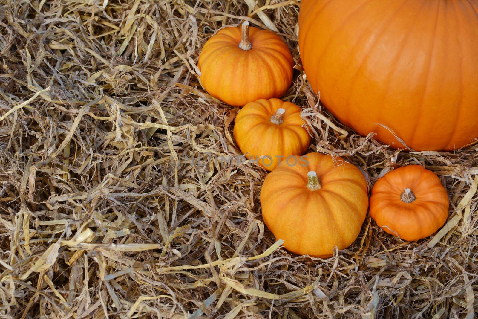 Four mini orange pumpkins around base of pumpkin  by sarahdoow