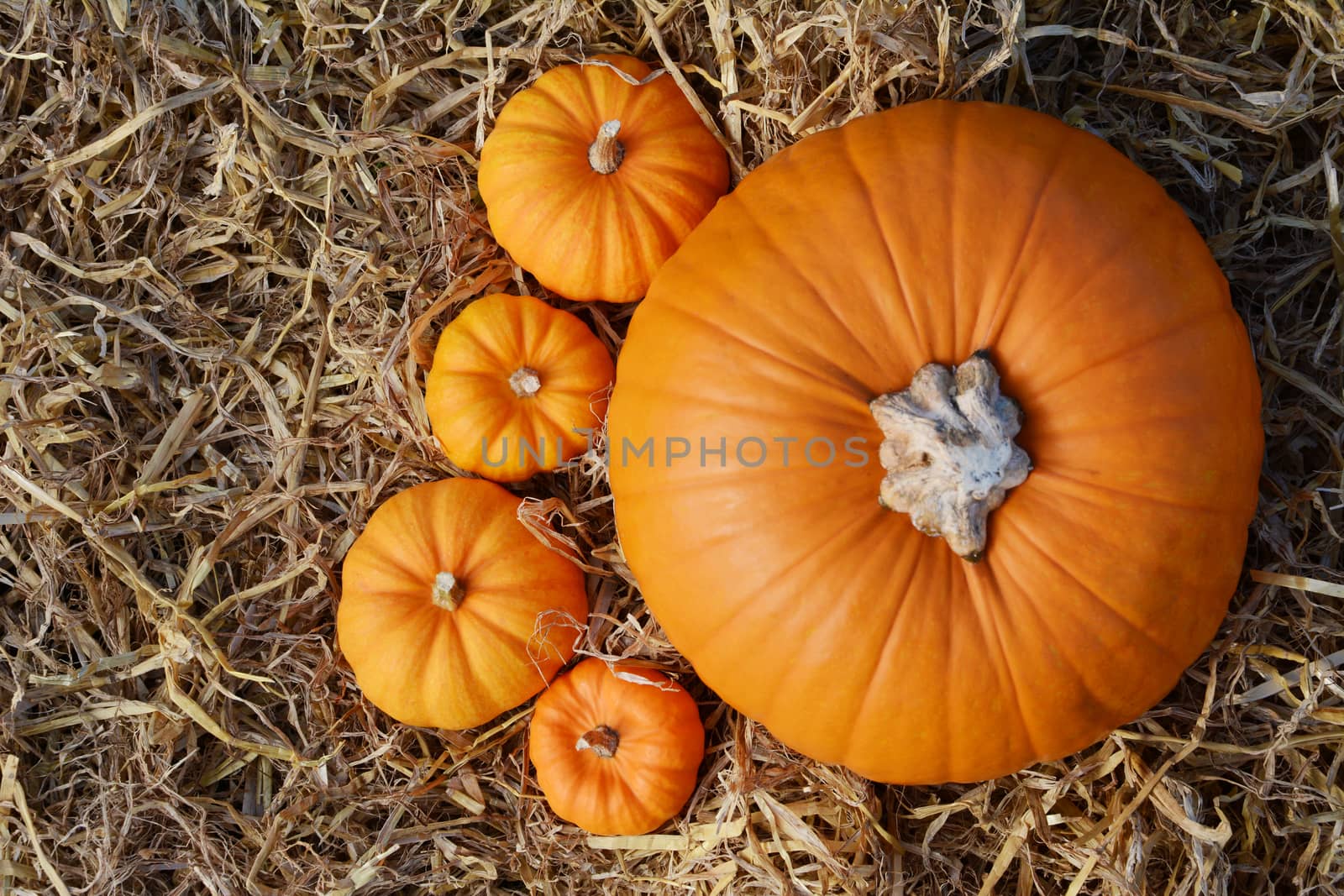 Large autumn pumpkin with four mini gourds seen from above on a bed of soft straw