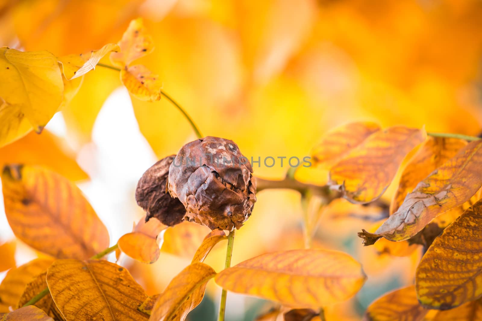 Old brown or black walnuts, on branch of tree with yellow orange leaves close-up with rays of bright sun. Concept of growing. End of season. Rotten nut. by petrsvoboda91