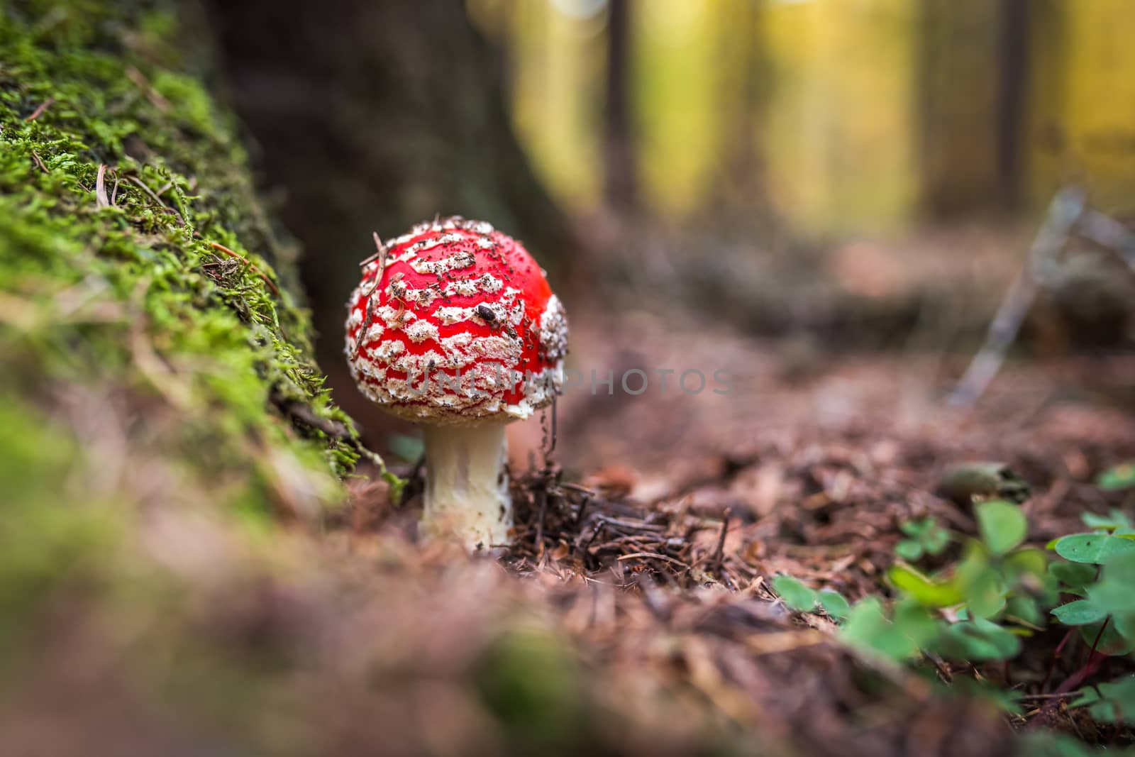 Amanita muscaria, commonly known as the fly agaric or fly amanita, is a basidiomycete of the genus Amanita. Although as poisonous, reports of human deaths resulting from its ingestion are rare. by petrsvoboda91