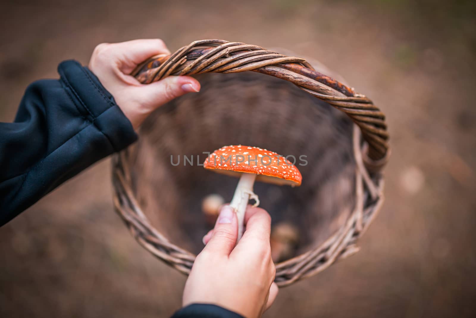 Female holding Amanita Muscaria mushroom, commonly known as the fly agaric or fly amanita, is a basidiomycete of the genus Amanita. by petrsvoboda91
