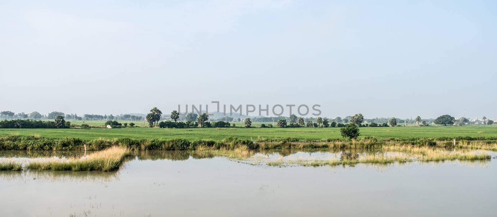 Landscape Scenery of Agriculture field in Agrarian India. A Traditional Rice farm horizon during monsoon. Typical tropical green countryside harvest of Indian agricultural land.