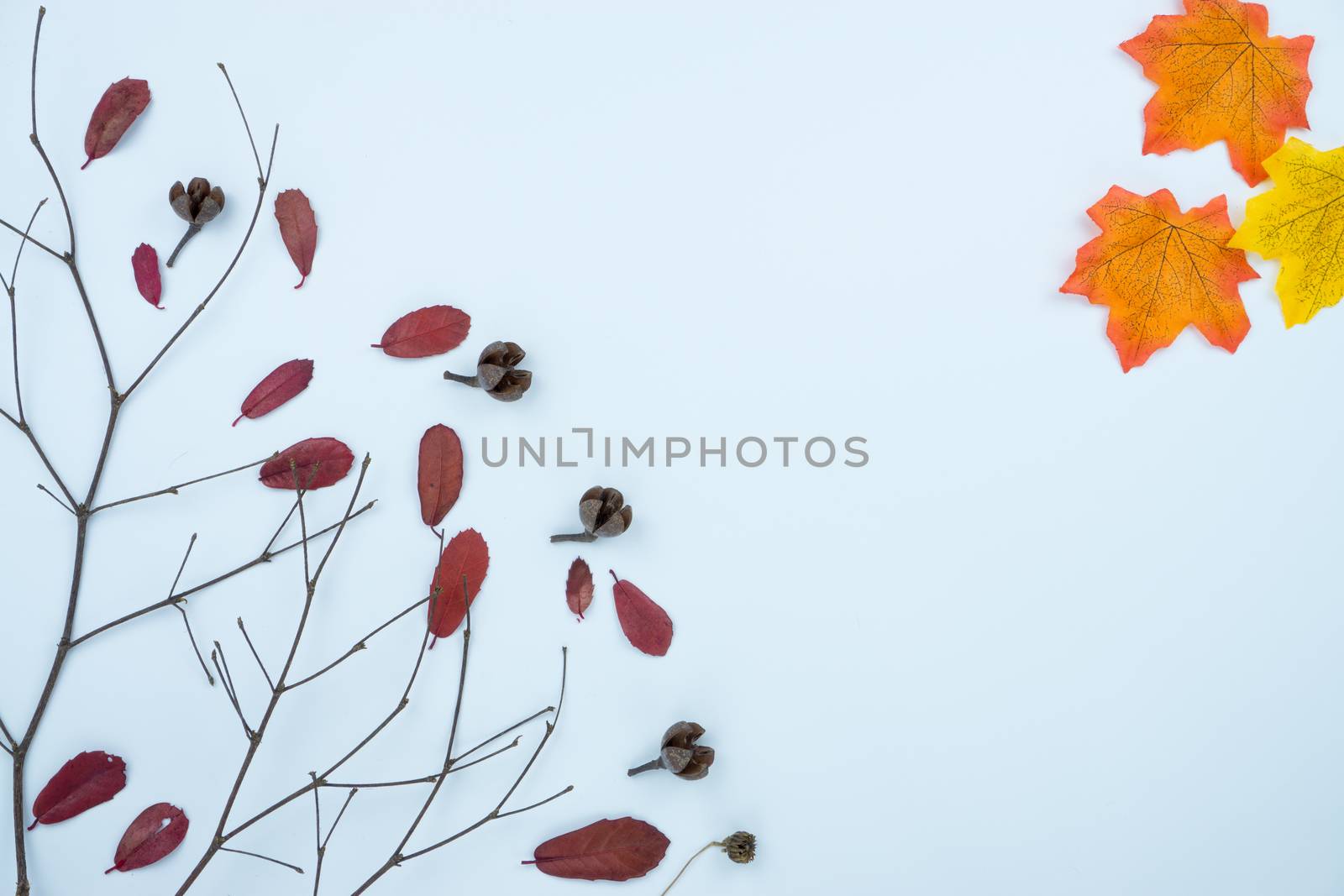 Frame of autumn leaves. Dried leaves, pumpkins, flowers on white background. Autumn, fall, Halloween, Thanksgiving day concept. Flat lay, top view, copy space.