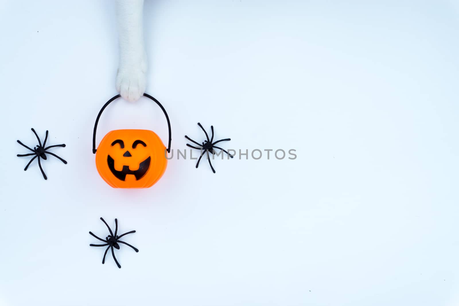 Top view of Halloween decoration, A hand of cat holding jack o lantern and spider on white background with copy space for text. halloween concept.