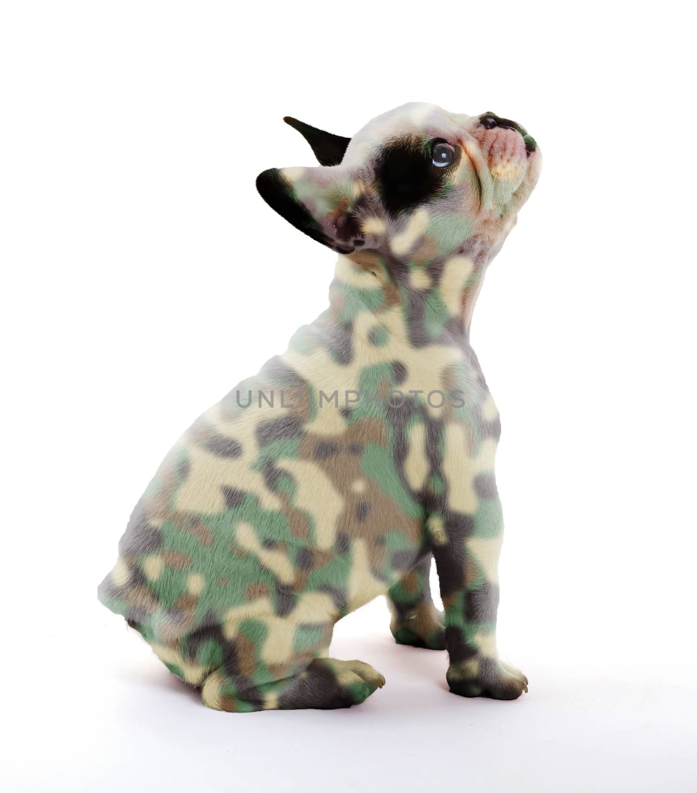 French bulldog isolated on white, army camo