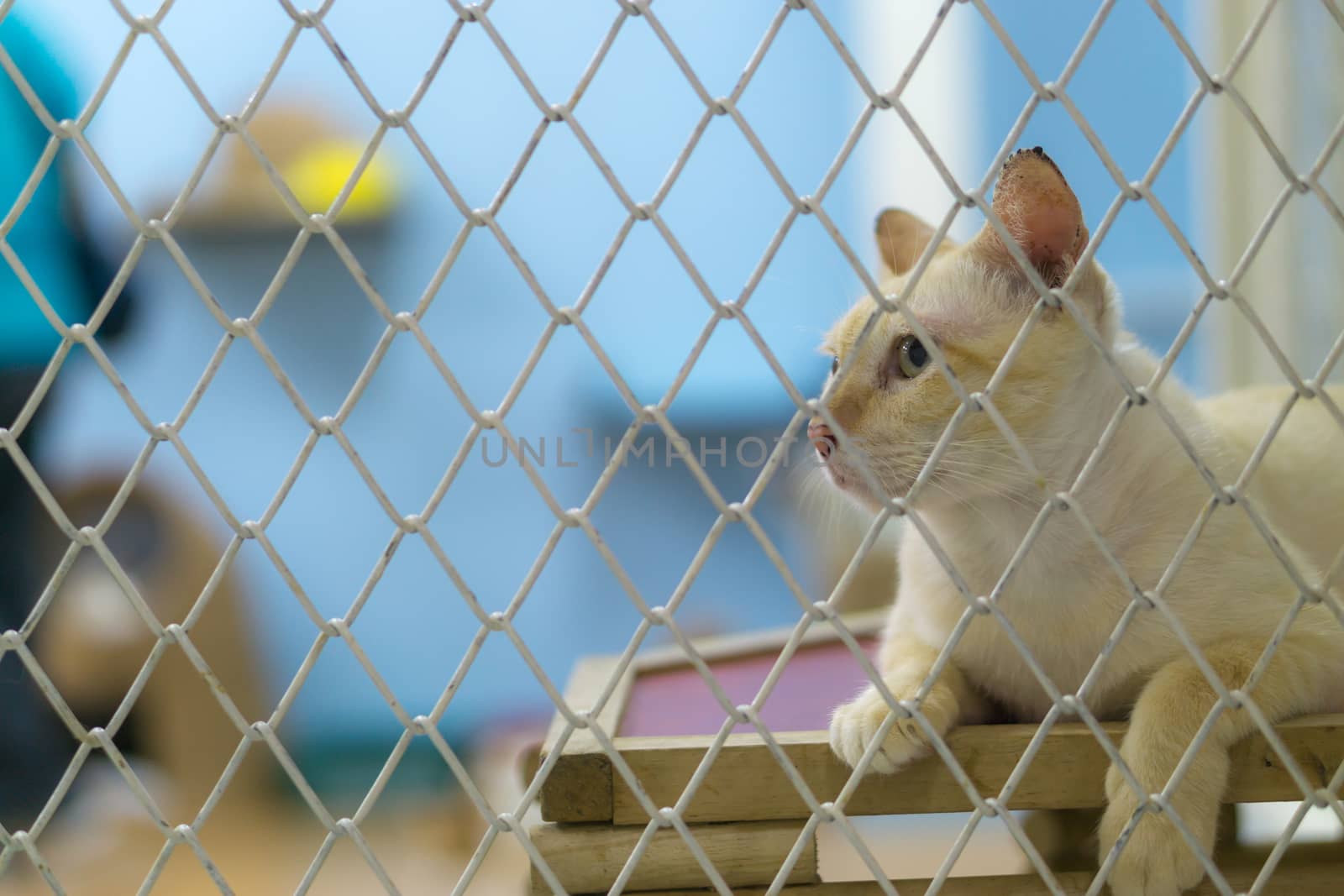 Sadly Stray cat in the cage. by mikesaran