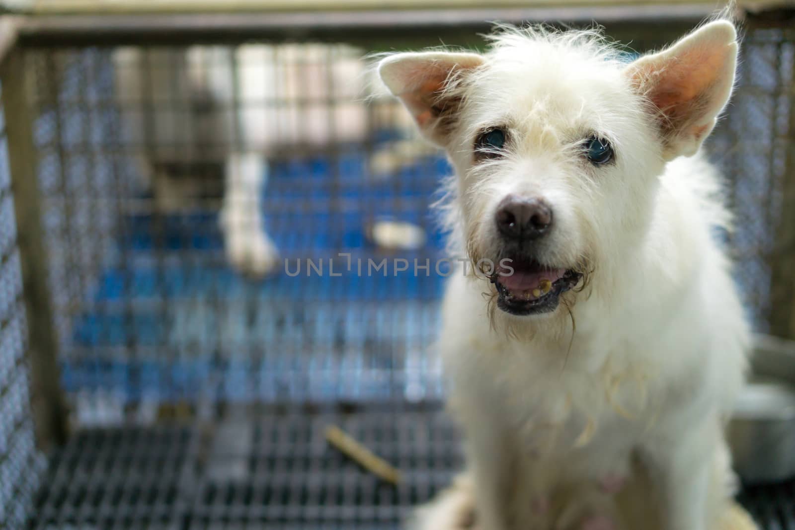 Crippled stray dog in the cage. by mikesaran