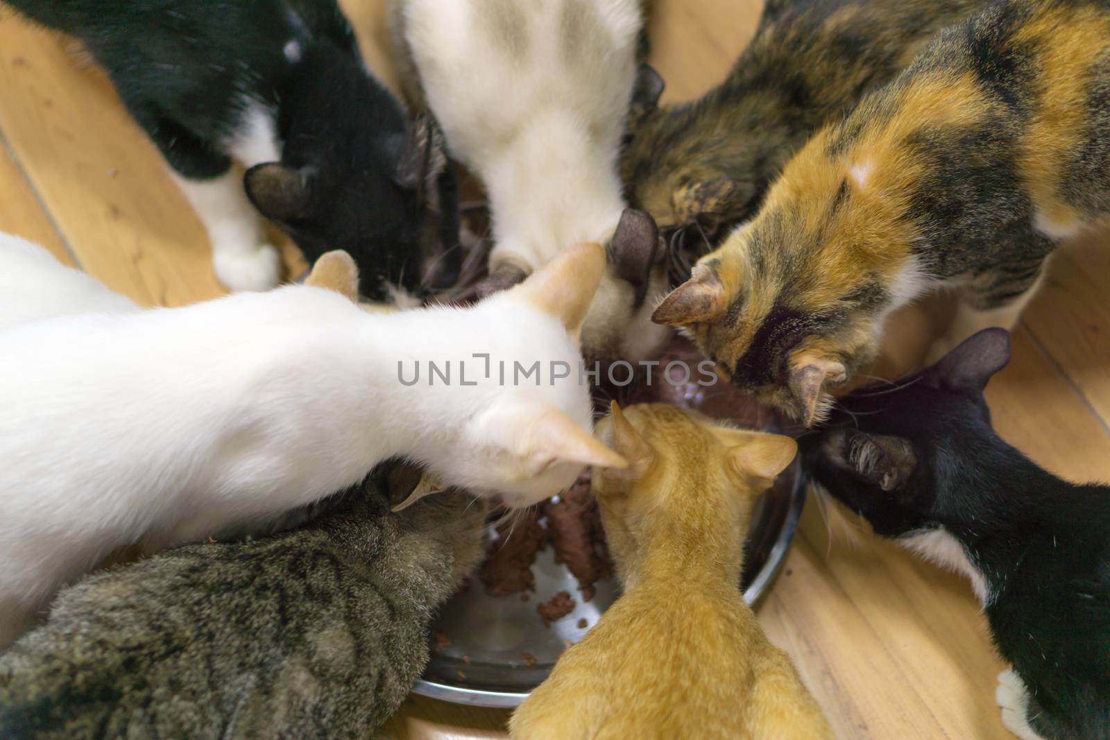 The group of stray cats is eating the food. Abandoned stray cat in the foundation.