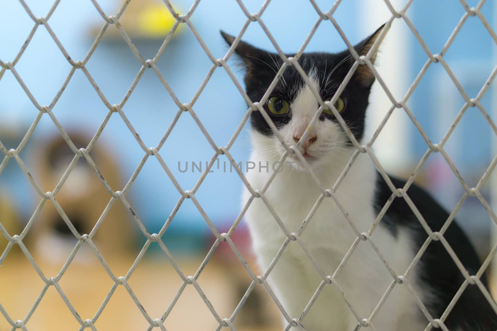 Sadly Stray cat in the cage. by mikesaran