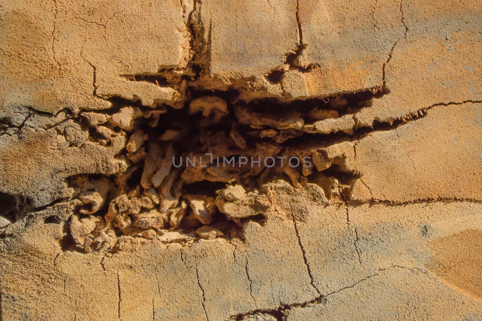 Nest termite on decay wood poles. Copy space for text.