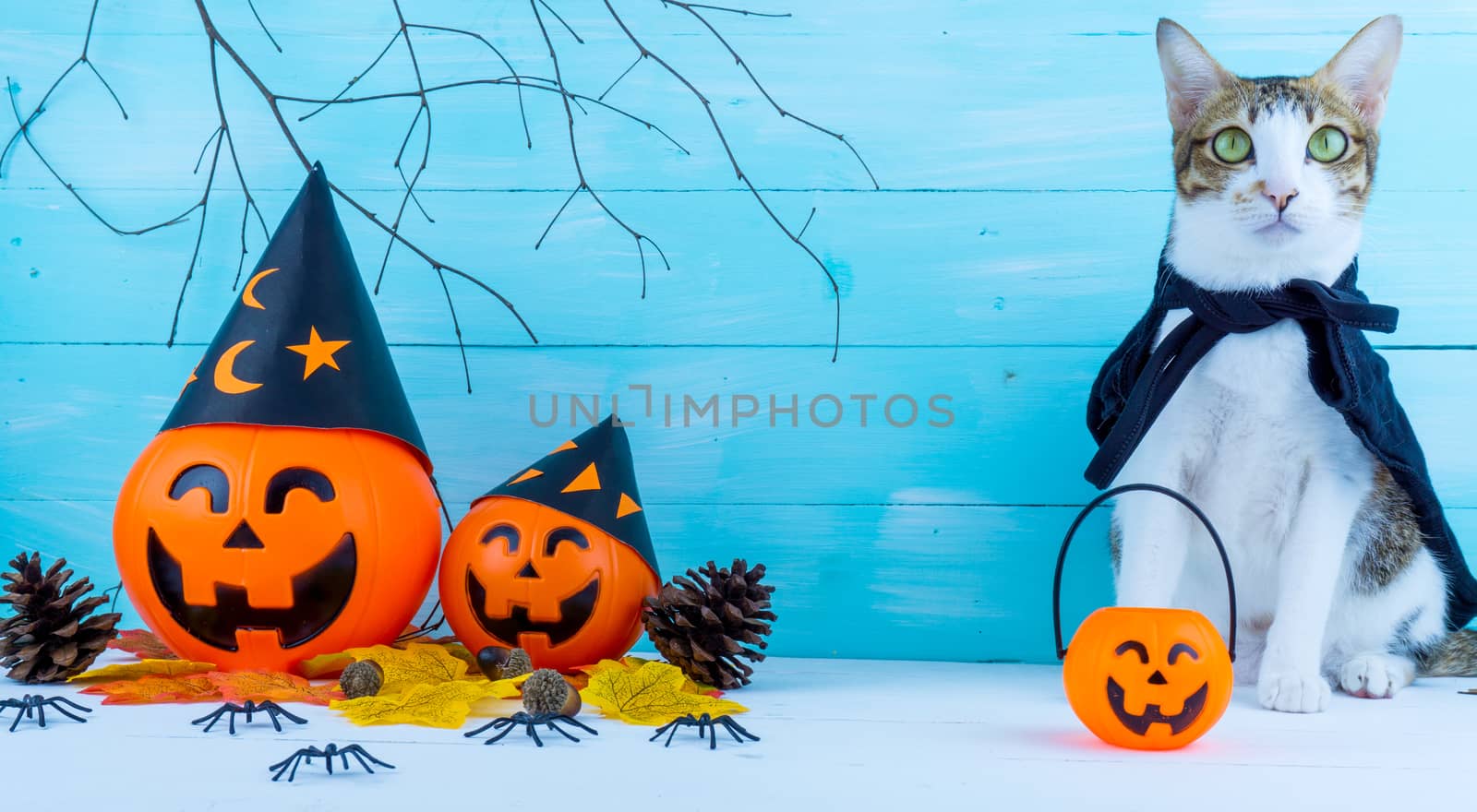 Halloween holiday background with spider, webs, cat and jack lantern on blue wooden table with copy space for text. Flat lay, top view