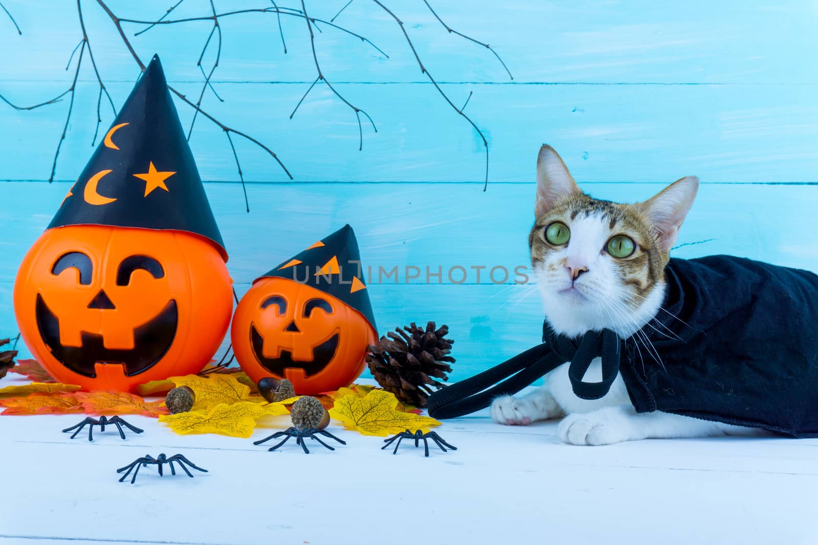 Halloween holiday background with spider, webs, cat and jack lantern on blue wooden table with copy space for text. Flat lay, top view