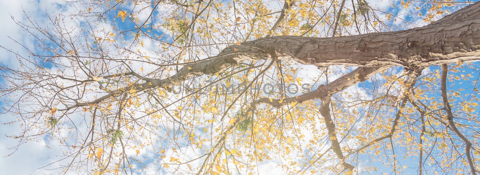 Panoramic lookup view of vibrant yellow maple leaves during fall season in Dallas by trongnguyen