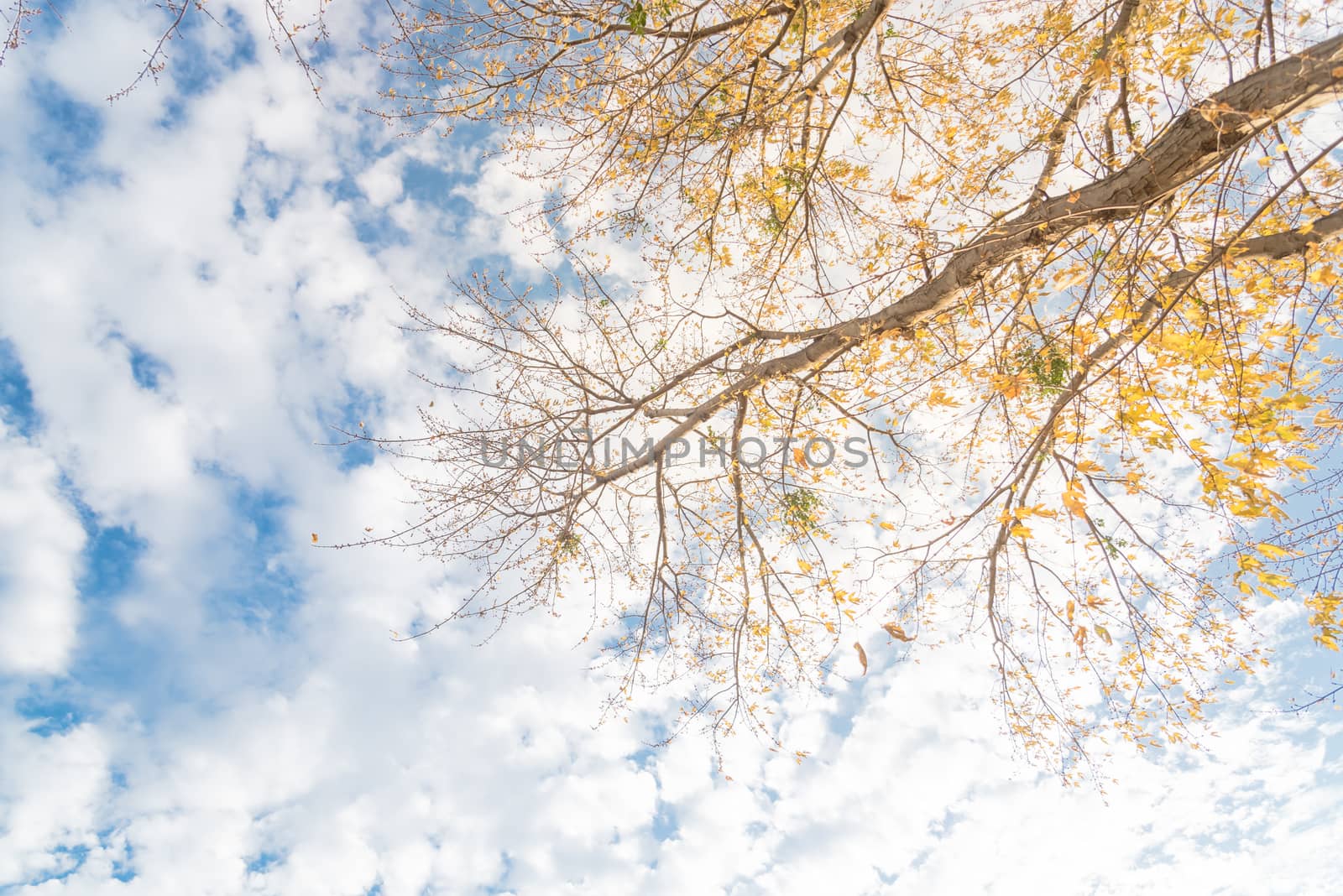 Bright yellow maple tree fall foliage under sunny cloud blue sky. Vibrant leaves changing color during fall season in Dallas, Texas, USA. Tree tops converging into the sky