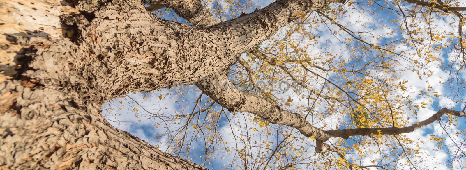 Panorama upward perspective vibrant yellow maple leaves changing color during fall season in Dallas, Texas, USA. Tree tops converging into blue sky. Nature wood forest, canopy of tree branches