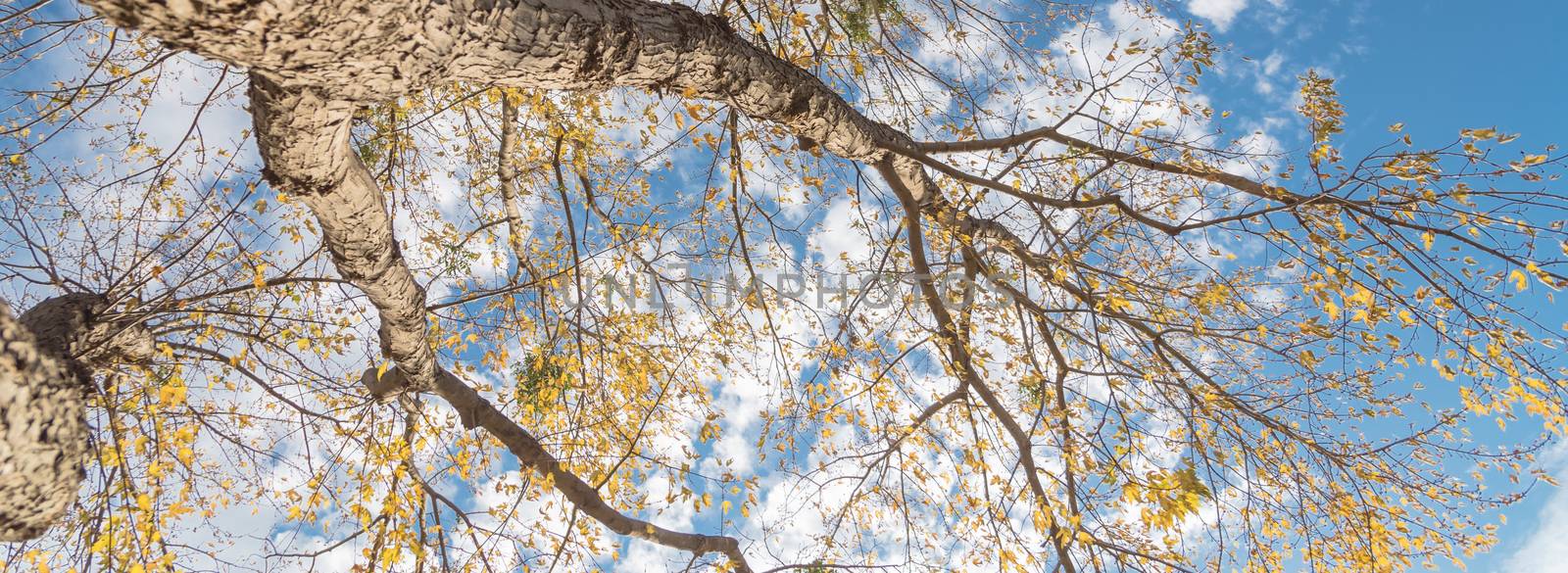 Panorama upward perspective vibrant yellow maple leaves changing color during fall season in Dallas, Texas, USA. Tree tops converging into blue sky. Nature wood forest, canopy of tree branches