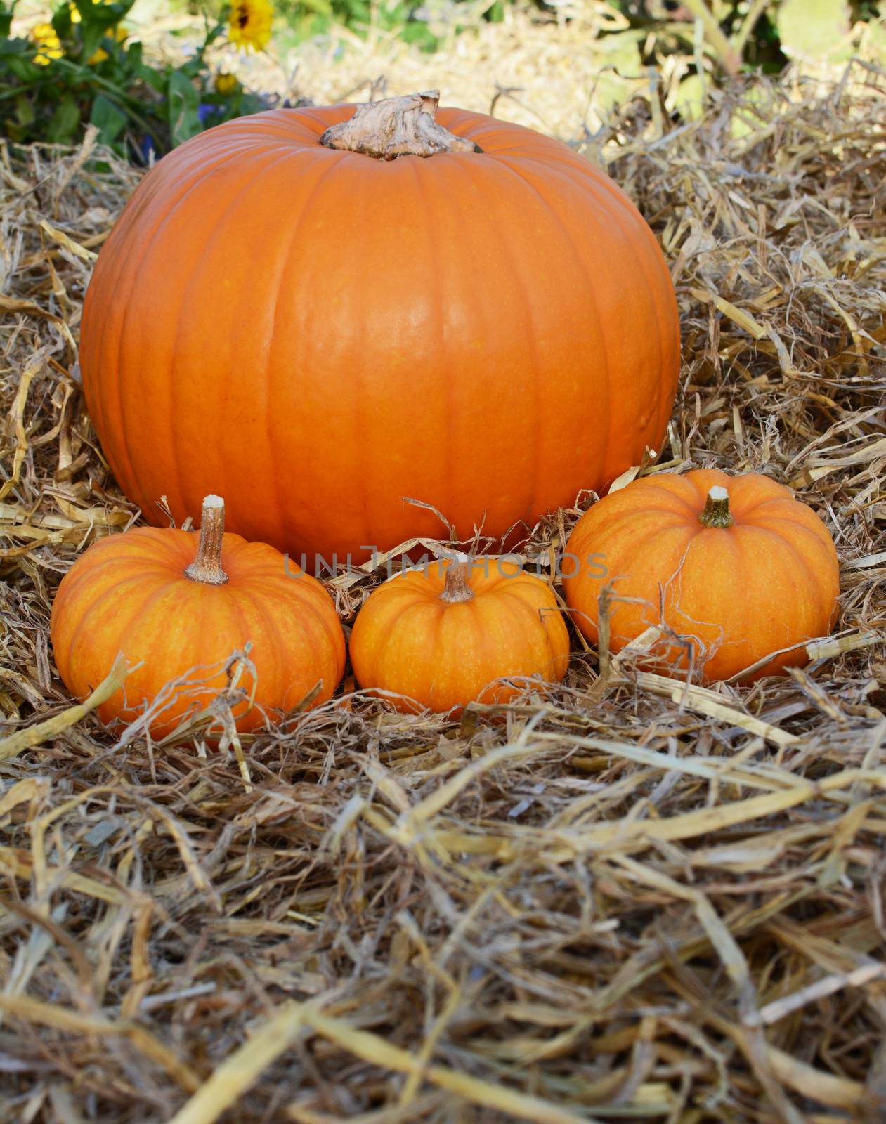 Three mini Jack Be Little pumpkins in front of large pumpkin in a garden - copy space on straw