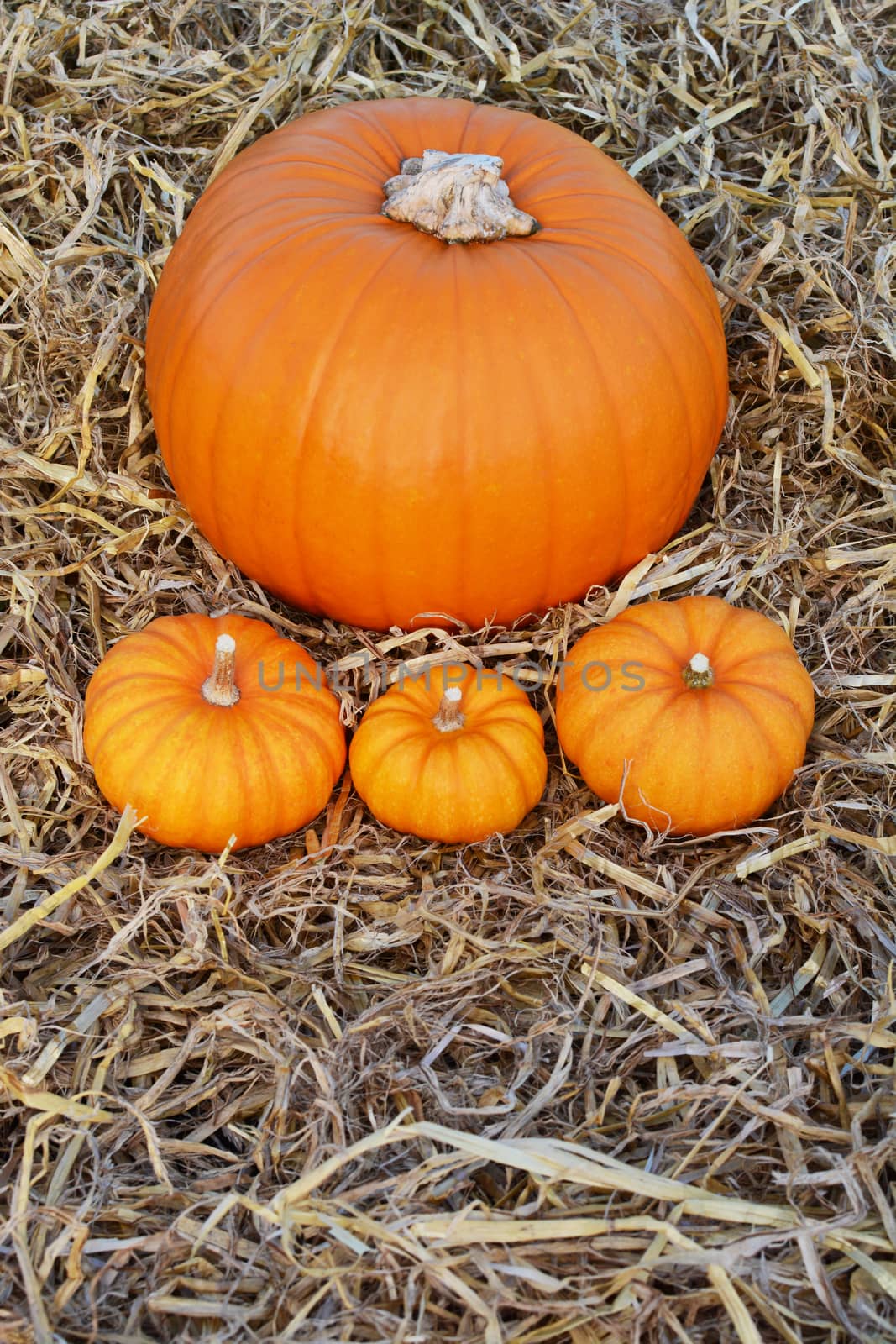 Large pumpkin on a bed of straw with mini pumpkins by sarahdoow