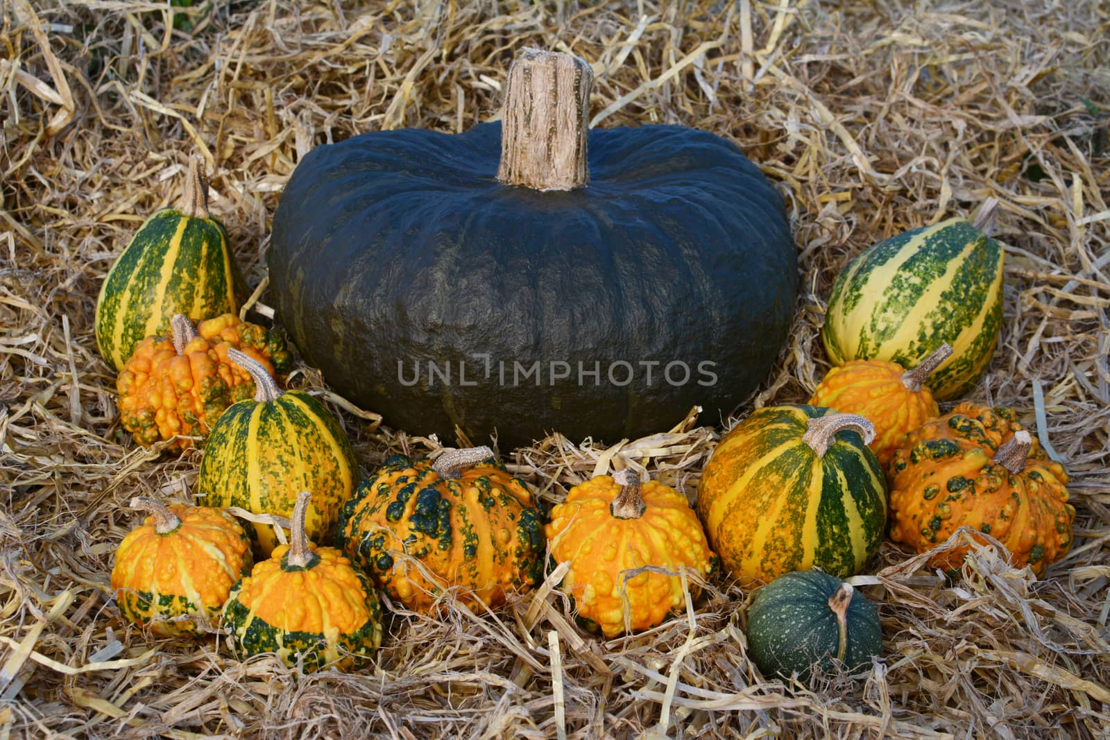 Large dark green squash surrounded by unusual ornamental warted gourds in a bed of fresh straw
