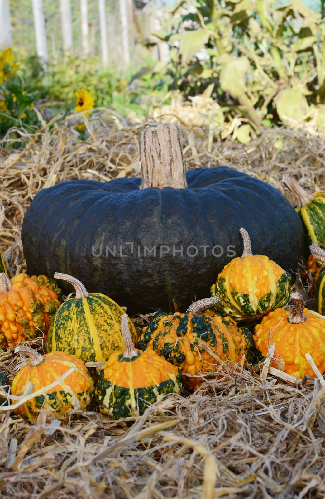 Dark green squash with selection of autumnal warted gourds on a bed of straw in a garden