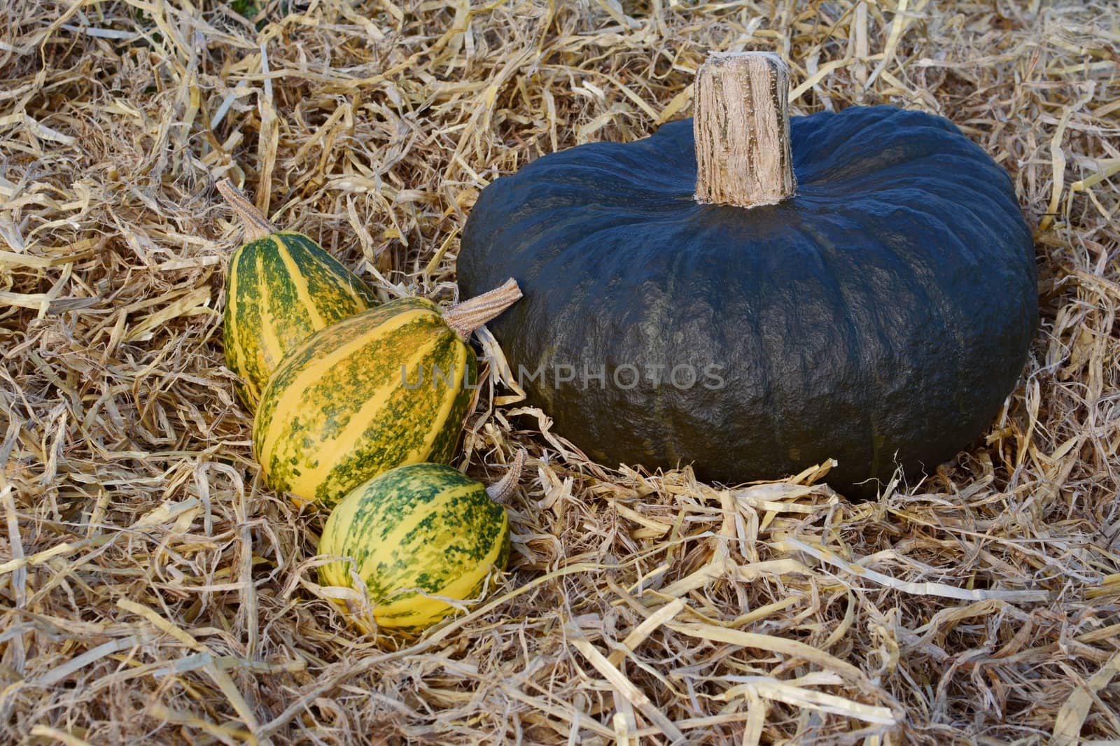 Three striped ornamental gourds with a large dark green squash on a bed of fresh straw in fall