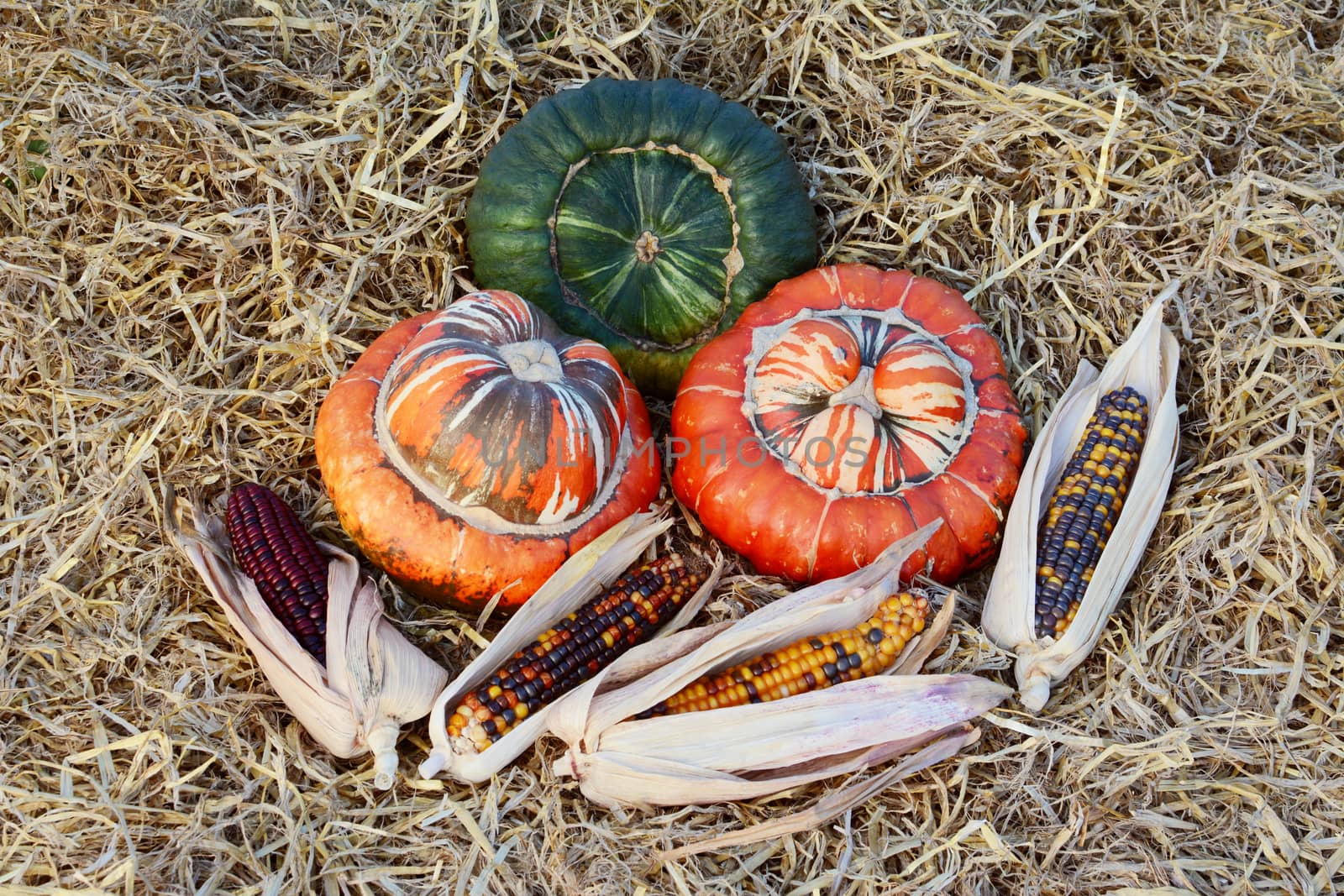Autumnal display of Turks Turban gourds and ornamental sweetcorn by sarahdoow