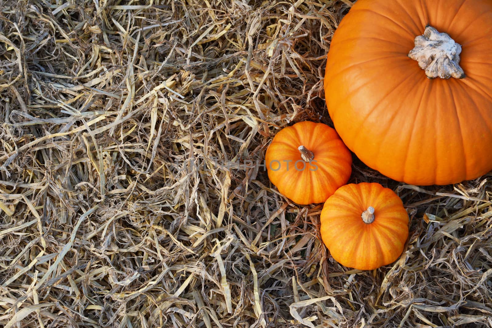 Two small Jack Be Little pumpkins with large orange pumpkin on straw with copy space