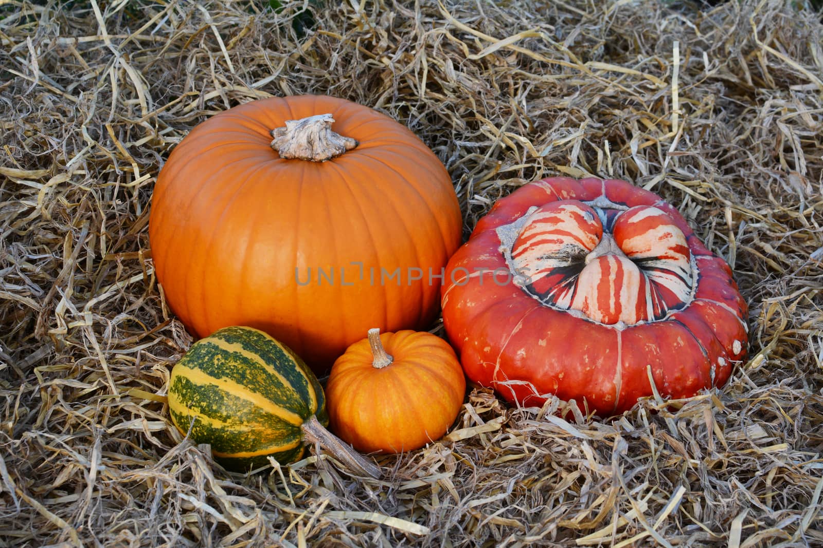 Fall gourds and squashes with orange pumpkins in an arrangement on fresh straw