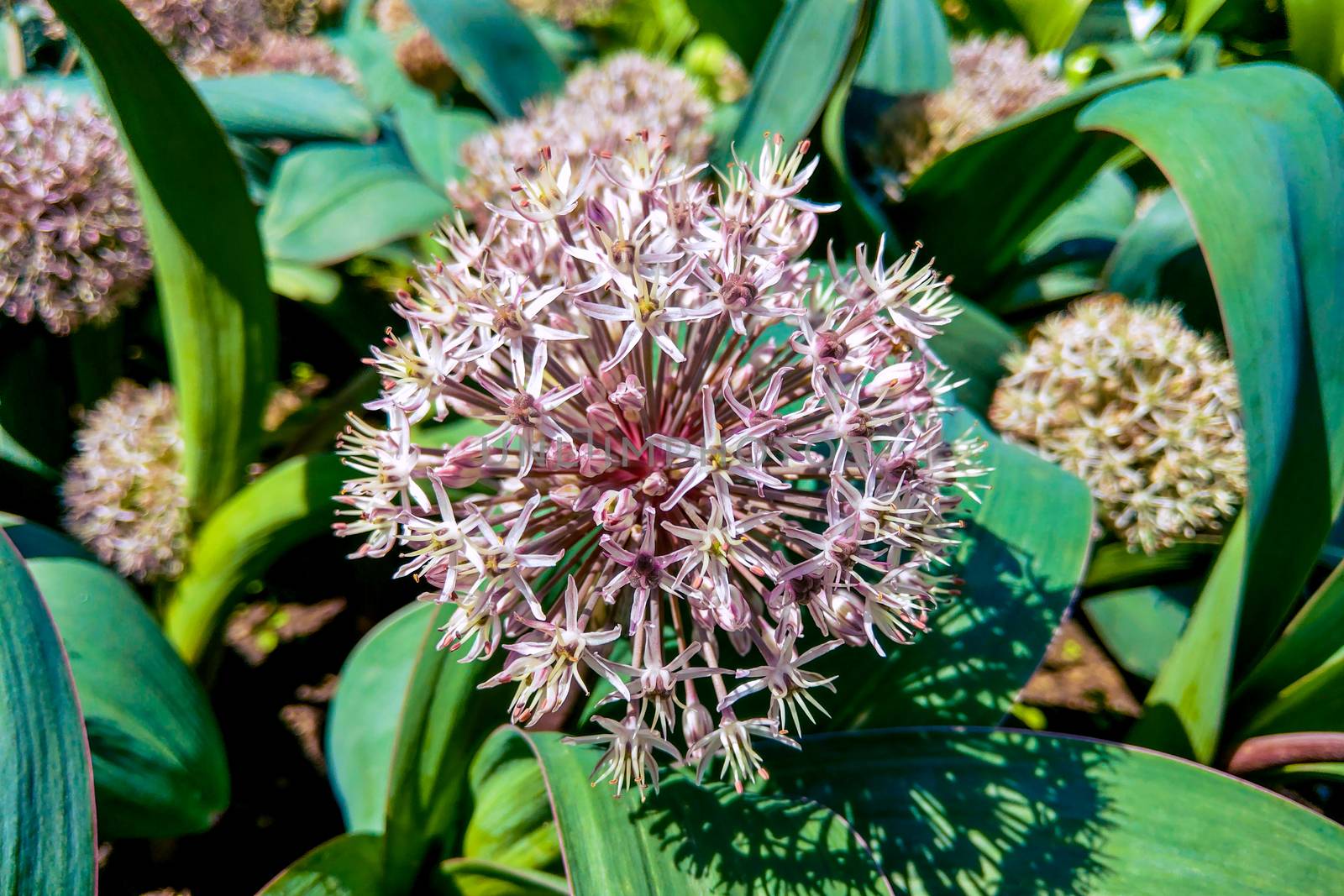 Allium Giganteum blooming. Few balls of blossoming Allium flowers. by kip02kas