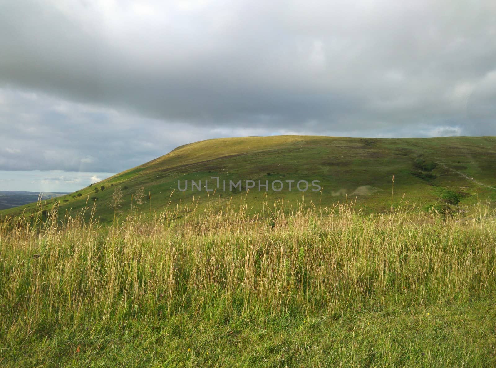 a meadow in Scotland
