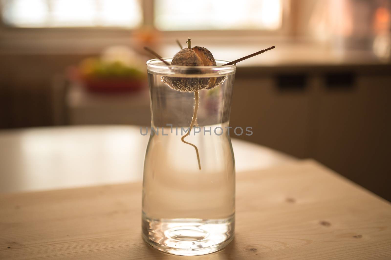 DIY idea grow your own avocado plant. A ditail, close up view of avocado seed with root, young sprout and leaves in the glass with water. Home background Grow at home indoor concept. by petrsvoboda91