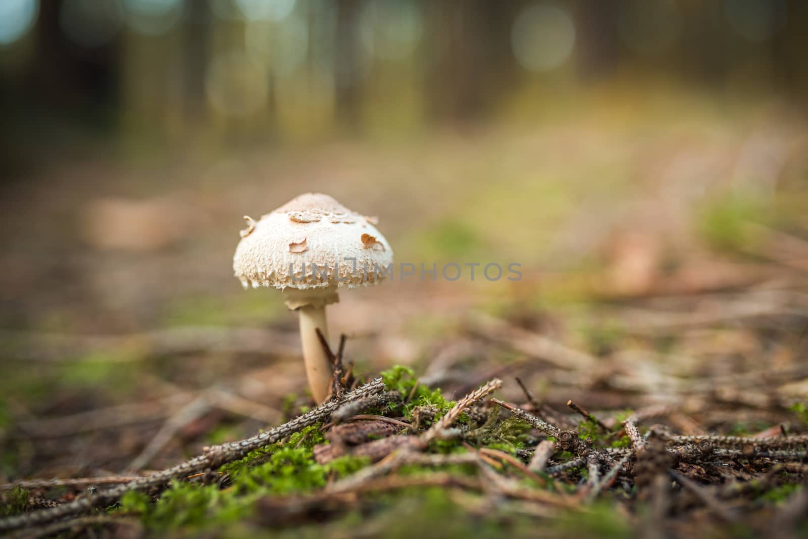The parasol mushroom Macrolepiota procera or Lepiota procera growing in the forest. by petrsvoboda91