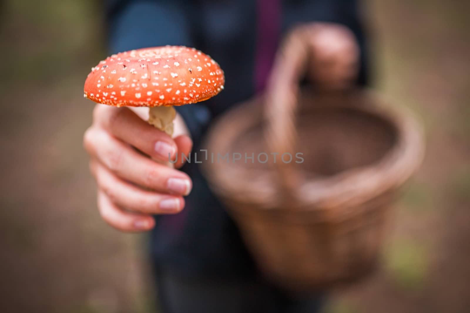 Female holding Amanita Muscaria mushroom, commonly known as the fly agaric or fly amanita, is a basidiomycete of the genus Amanita. by petrsvoboda91