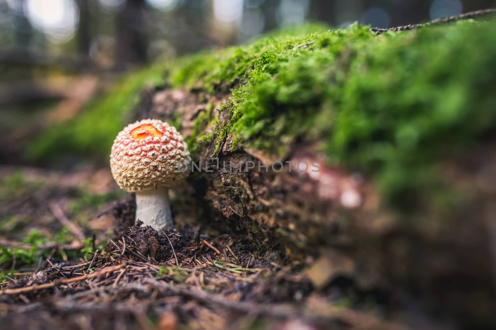 Amanita muscaria, commonly known as the fly agaric or fly amanita, is a basidiomycete of the genus Amanita.