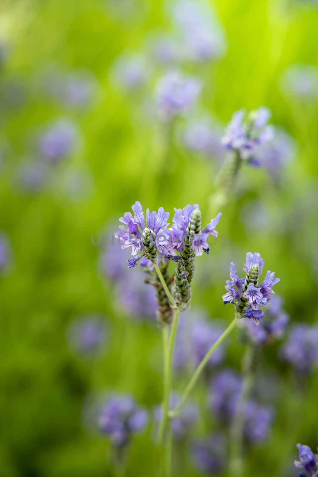 The background image of the colorful flowers by teerawit