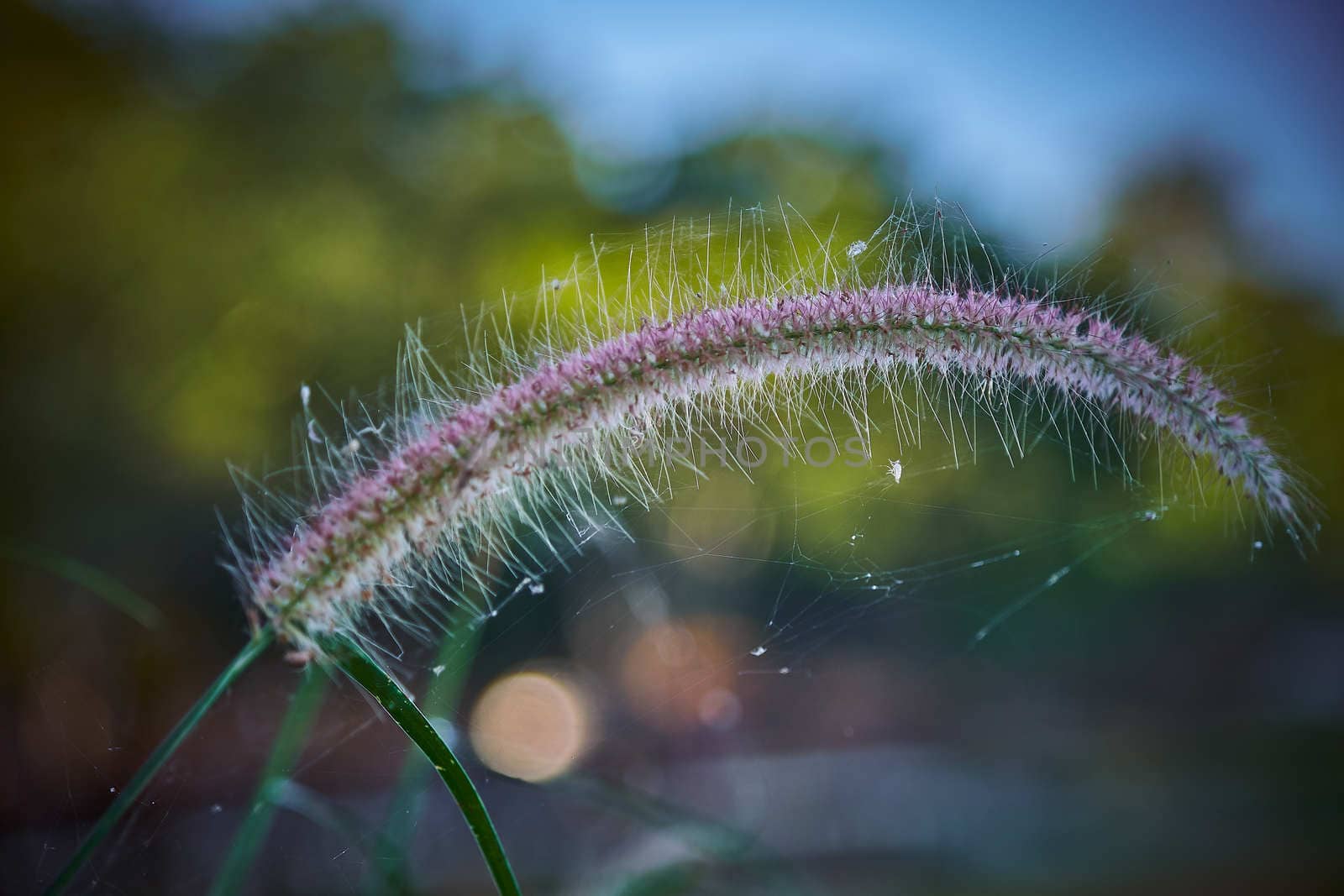 The Knotroot foxtail, slender pigeongrass, grass flowers in the morning, relaxing moments.