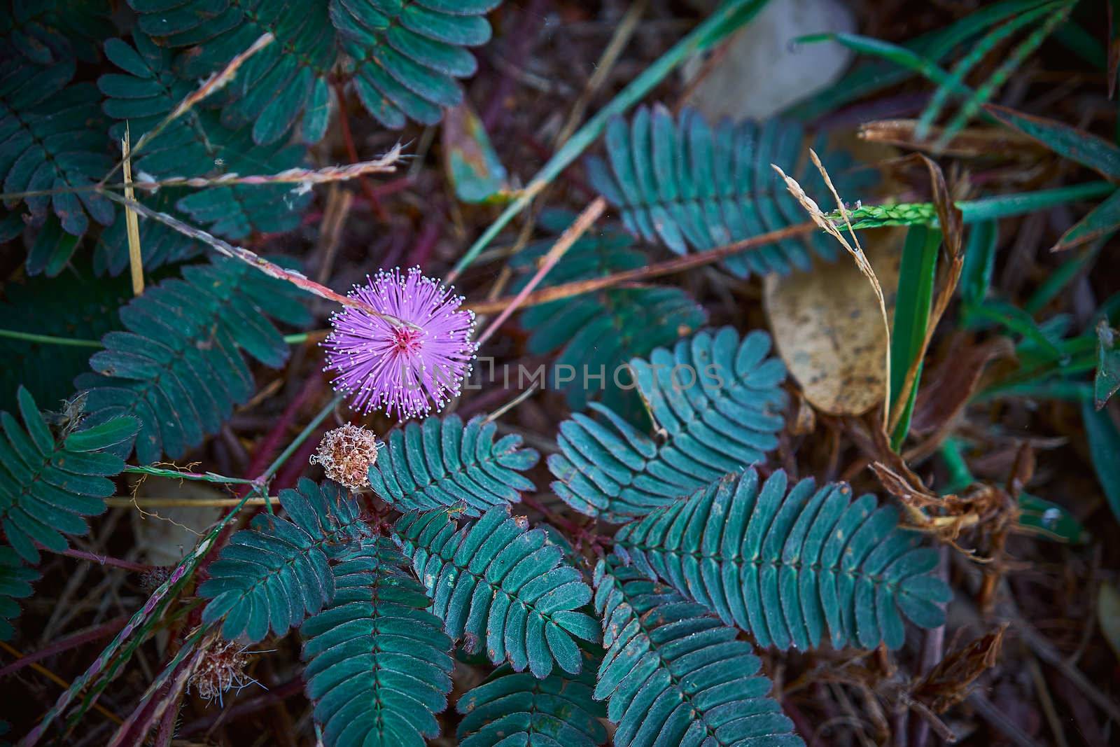 The Sensitive plant Mimosa pudica, Sleepy plant, Action plant, Dormilones