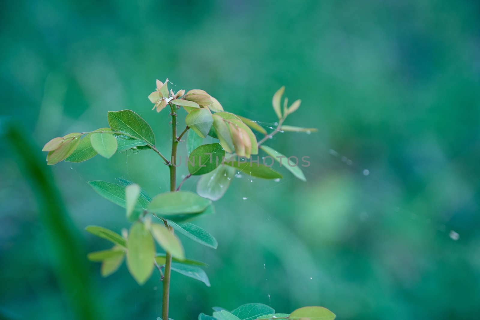 The Closeup young dark green leaf on sunlight, natural dark green plants using as background