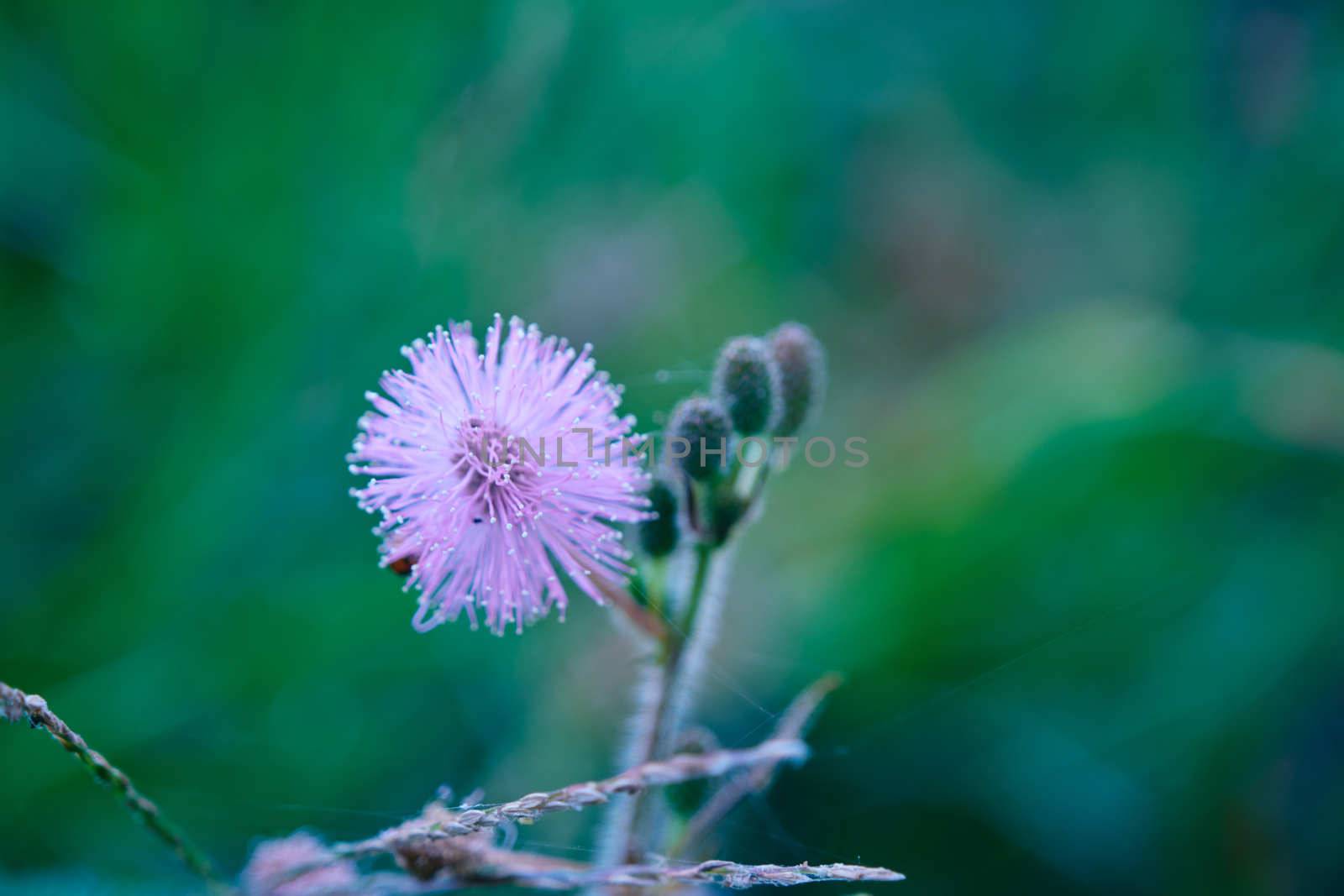 Sensitive plant Mimosa pudica, Sleepy plant, Action plant, Dormilones by peerapixs